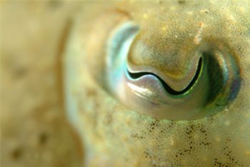 I shot this cuttle fish in Jersey, UK.   I spent the most... by Paul Carpenter 